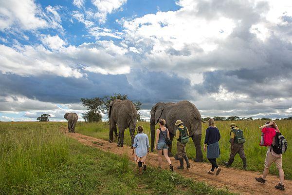 Volunteers Walking with Elephants
