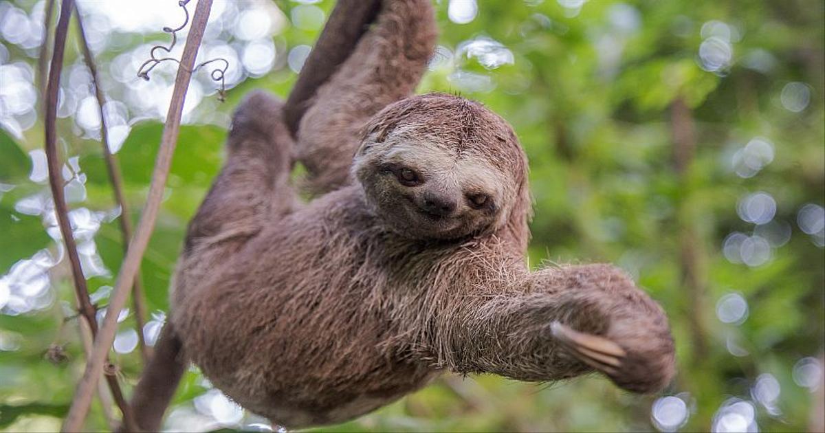 Sloth Facts and other interesting information. | The Great Projects