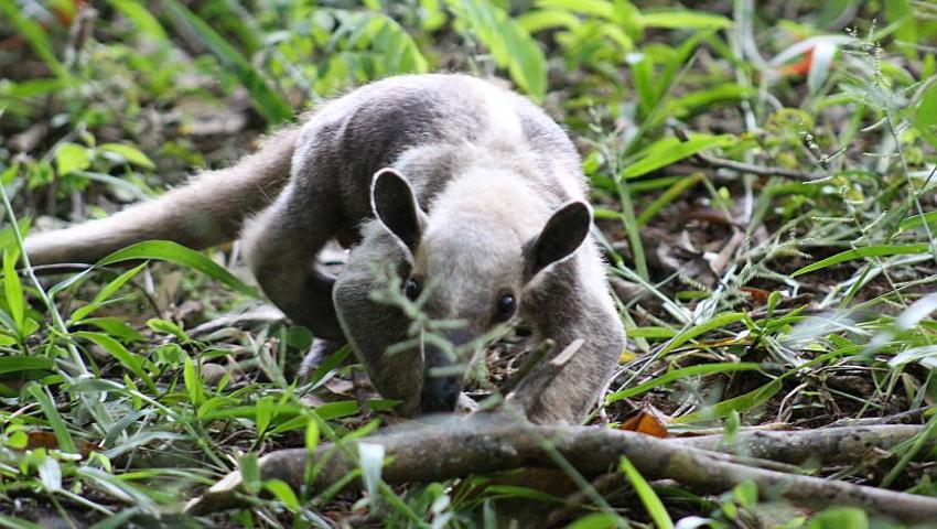 10 Things You Probably Didn't Know About Awesome Anteaters