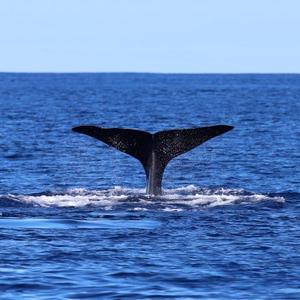 The Great Whale Project
