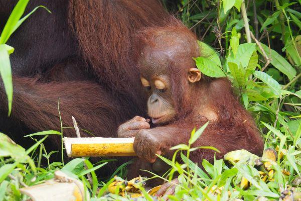 Orangutan with Bamboo Enrichment at Samboja Lestari