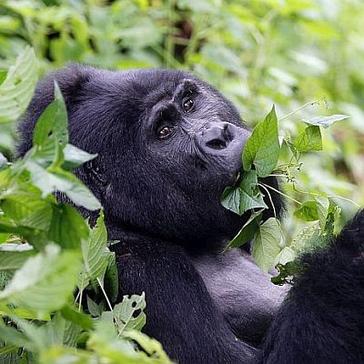 The Great Gorilla Project with Ian Redmond Uganda Holiday