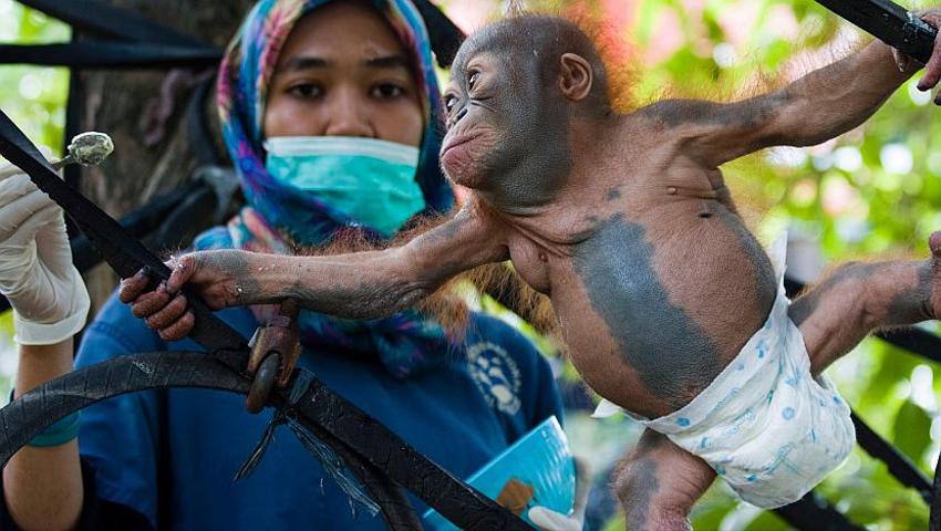 An Update On Didik The Baby Orangutan - He Went On His First Tree Climb!
