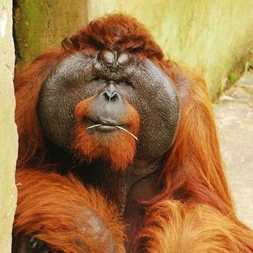 Orangutan and Tribes Malaysia Tour Video Blog 
