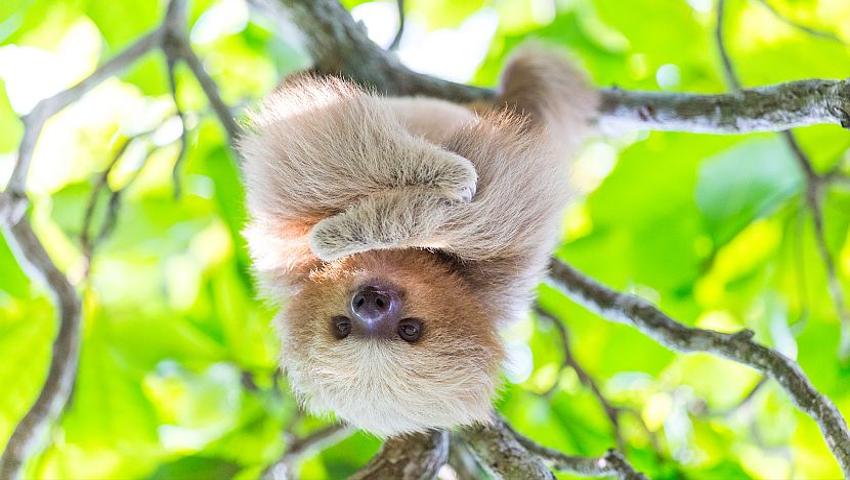 International Sloth Day 2017 - Learn More About These Amazing Animals