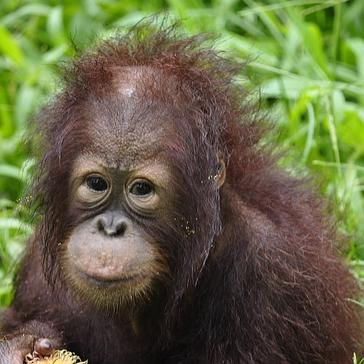 Read Harriet's Story And Learn About This Brave Little Orangutan
