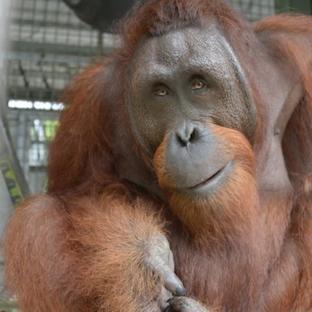 An Update From Nyaru Menteng – Meet The 6 Most Recent Orangutan Release Candidates