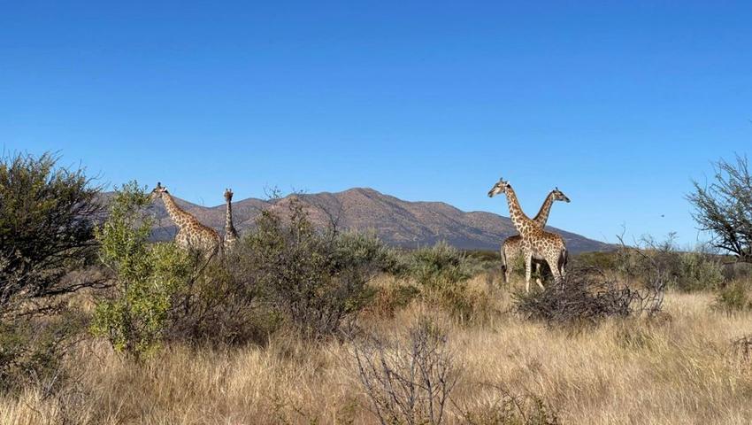 Eszter's Experience of the Namibia Wildlife Sanctuary!