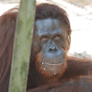 Meet 12 orangutan candidates up for release! 