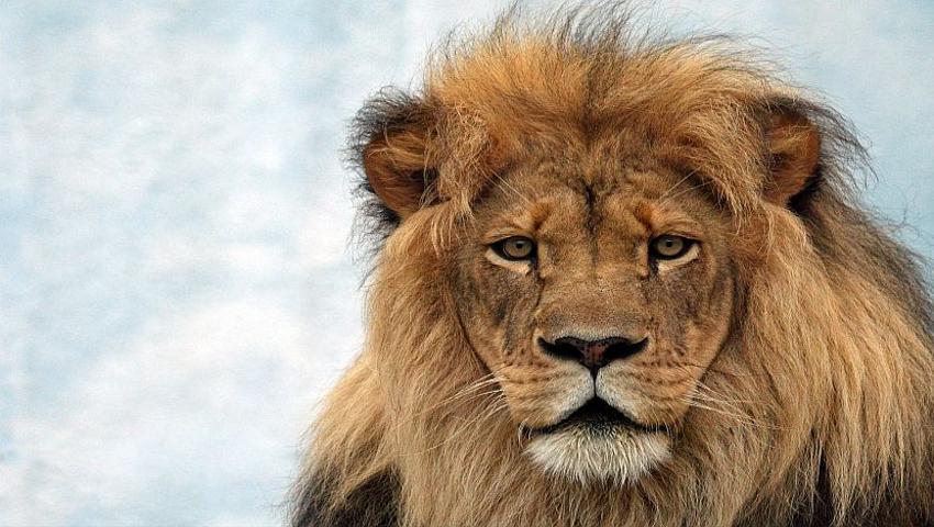 Our Top 8 Animal Conservation Twitter Accounts