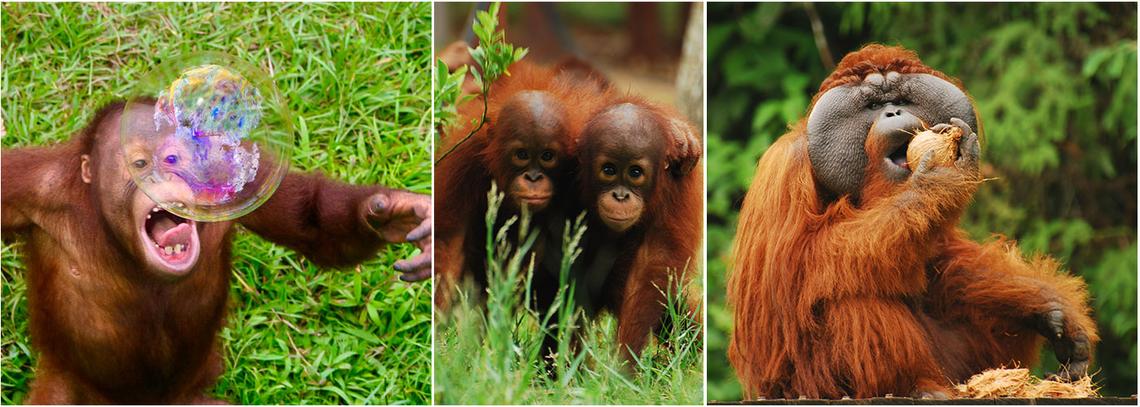 Visiting Orangutans In Borneo