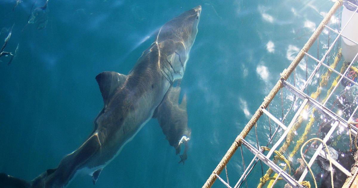 Shark Projects The Great White Shark Project - 2023 Sightings | The Great Projects