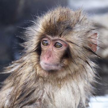 Cooler Than Cool Facts About The Snow Monkeys of Japan