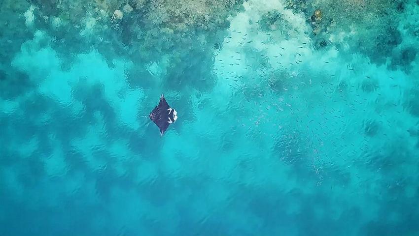 Raja Ampat Diving Project - Magical Manta Ray Moments!