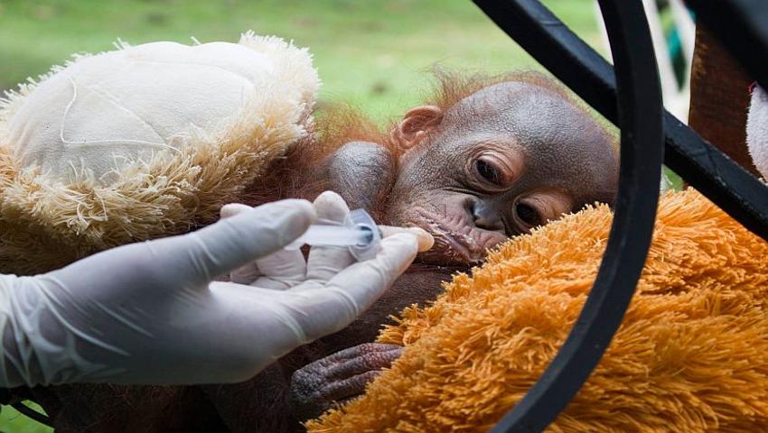Shot, Suffering, But Finally Rescued –Meet Didik The Orphaned Baby Orangutan
