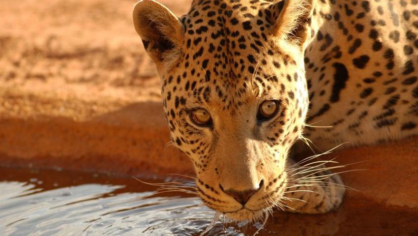 A Breathtaking Update From The Zululand Wildlife Conservation Project 