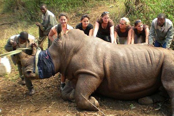 Volunteers with a Rhino