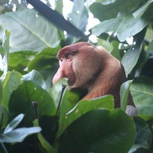 The Orangutan And Tribes Tour - The Wildlife Of Bako National Park