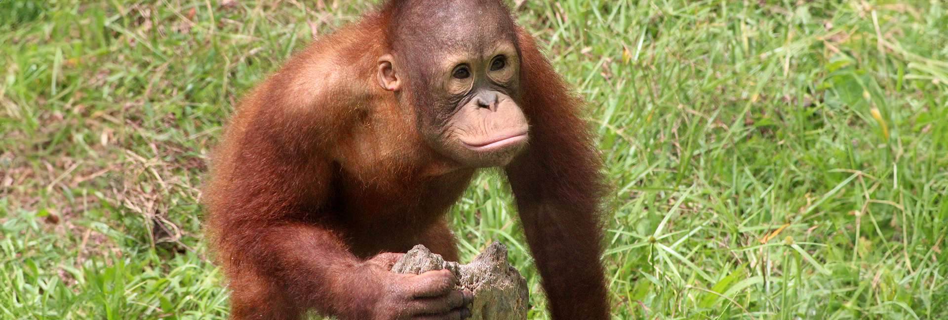 The Great Orangutan Project: Orangutan Sanctuary Volunteer Project – ZFNHO