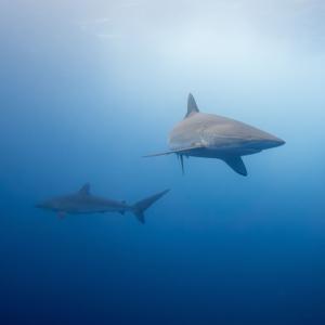 Shark Research And Conservation Project