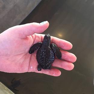 'A Life Changing Experience In So Many Ways' - Read About Sandra's Experience On The Great Turtle Project