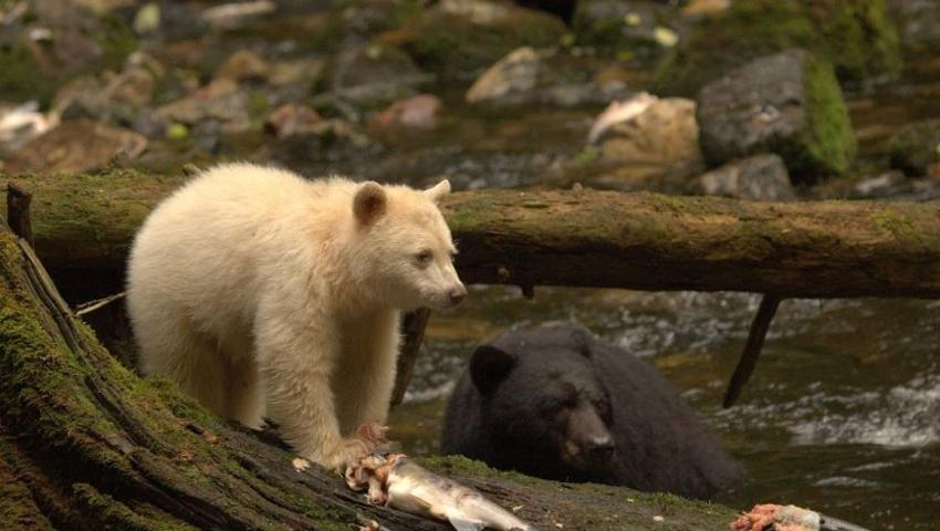 The Mysterious Spirit Bears of British Columbia