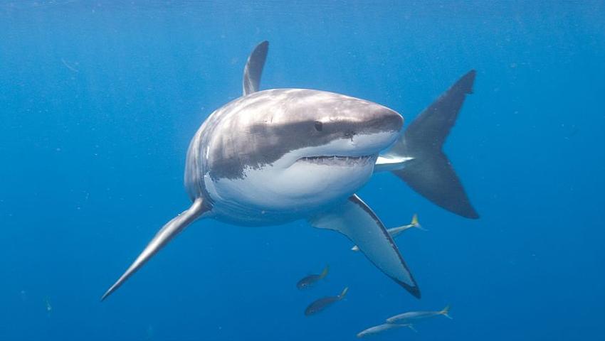 Great White Sharks - Top 5 Facts!