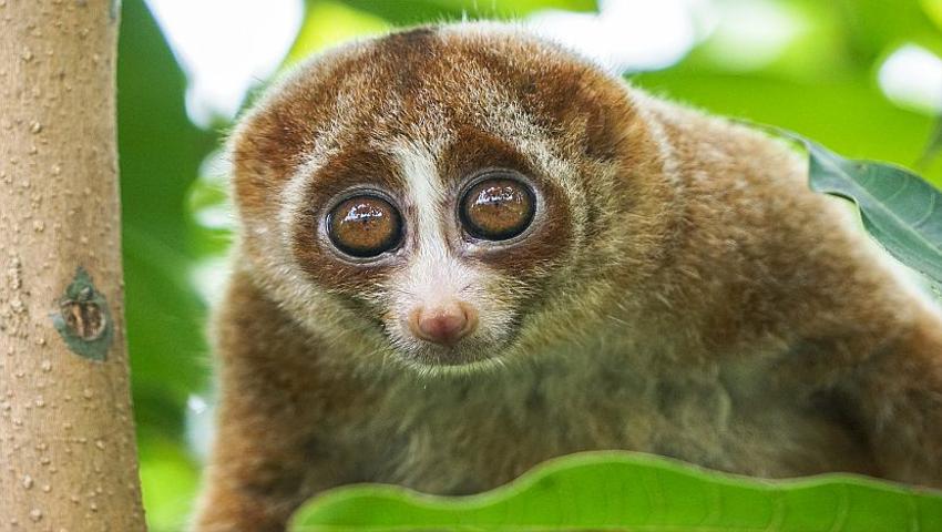 8 Slow Lorises Released Back Into The Wild By IAR!