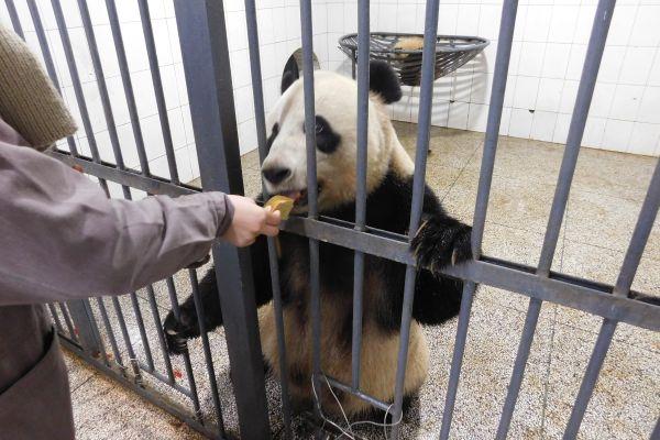 Feeding a Panda on the Panda Volunteer Experience in China