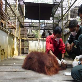 3 Orangutans Begin Life On Their New Island Home At Samboja Lestari! 