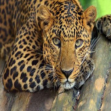 Most Endangered Animals - Top 5