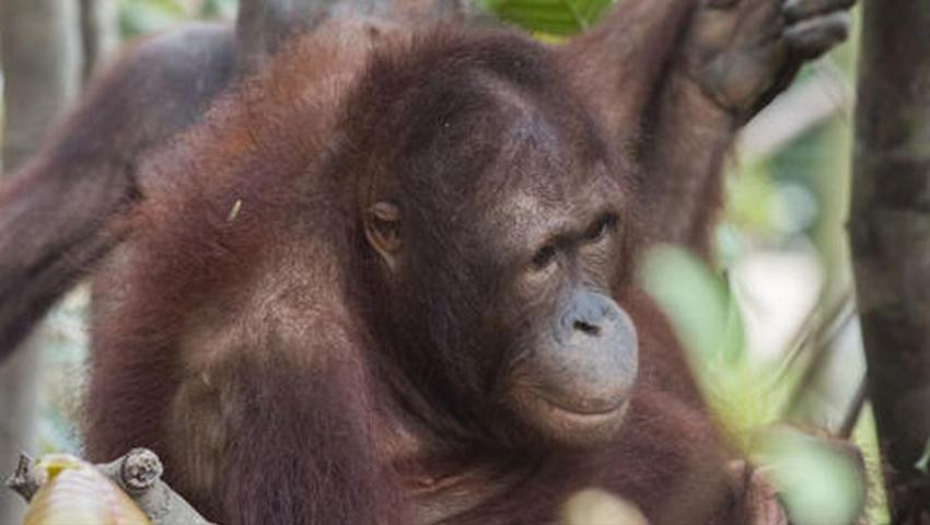 Update From IAR - Amy The Orangutan Is Adjusting Rapidly To Her New Life And Making Friends! 