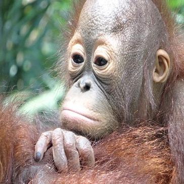 25 Orangutans Released Back Into The Wild!