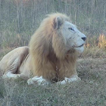 An Update From The White Lion Conservation Project - The Akeru Pride Are Settling In Together! 