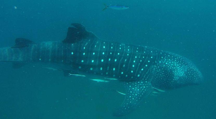 An Update From Mafia Island - The In Country Team Look At The Problems Facing Whale Sharks