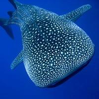 Mafia Island Whale Shark Conservation