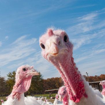 Thanksgiving 2016 - The Peculiar Tradition of 'Pardoning' a Turkey