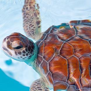 How Does The Turtle Hatching Process Work?