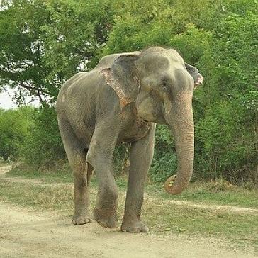 Elephant conservation update - Raju is Rescued