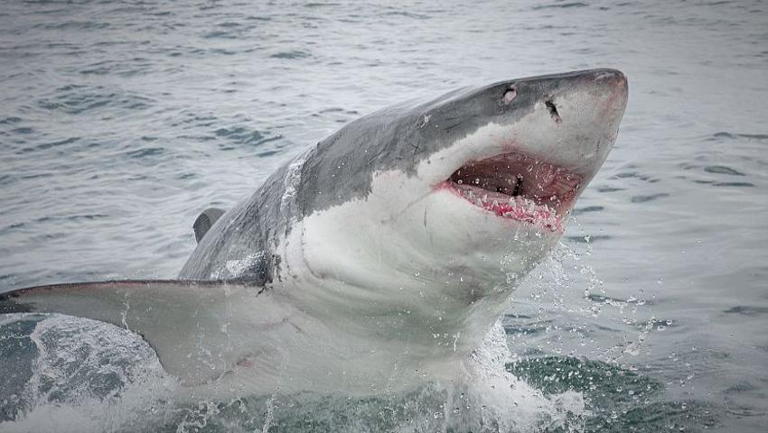 Great White Shark Conservation Project