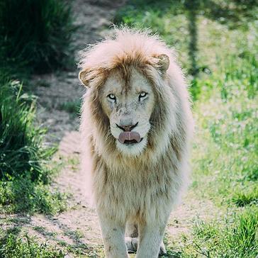 White Lions - Learn More About The Stars Of Our Project! 
