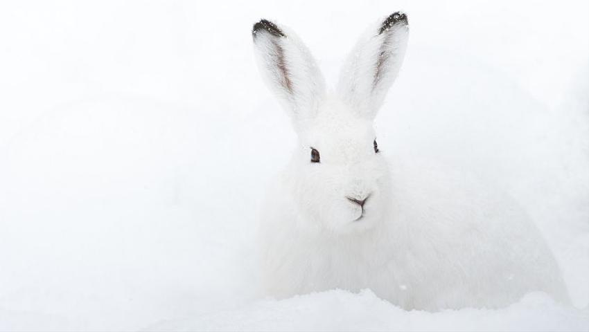 How Does Winter Affect The Animals?