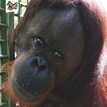 An Update On Samboja's Latest Orangutan Release