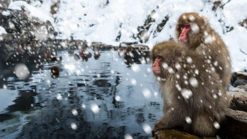Cooler Than Cool Facts About The Snow Monkeys of Japan