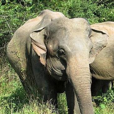 Volunteer in Sri Lanka with Elephants - Update