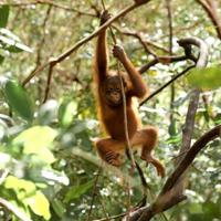 The IAR Orangutan Project Achieved So Much For Wildlife Conservation In January - Check Out Just How They Did It! 