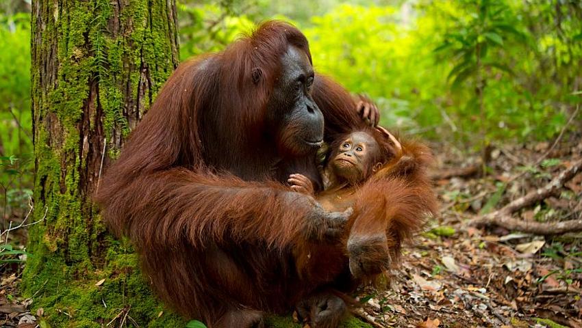 The Use Of Palm Oil - Are We Harming Our Planet?