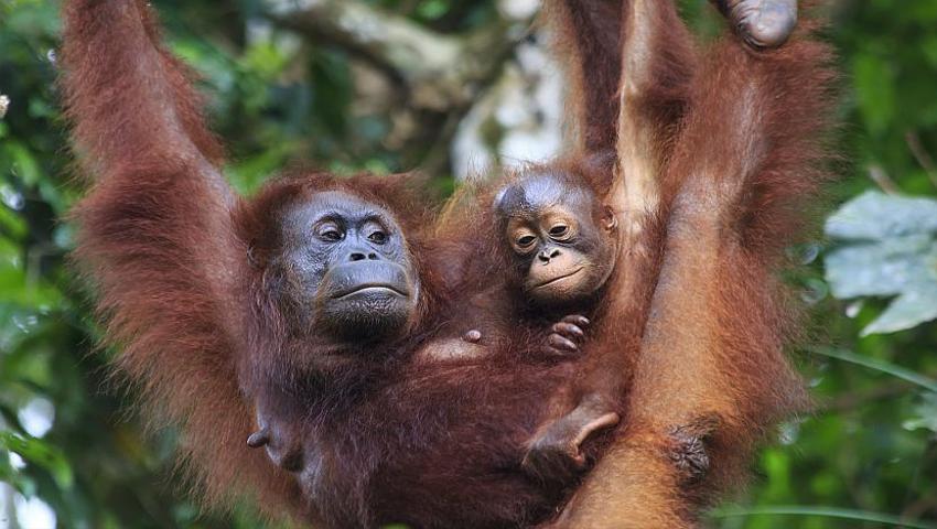 International Orangutan Day 2016 - 80% Of Orangutans Gone In Last 100 Years And Is Palm Oil To Blame?