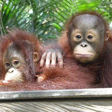 Samboja Lestari 2016 Review - Take A Look At What The Volunteers Have Achieved At The Orangutan Sanctuary In Borneo! 