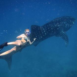 Katie's Review Of The Maldives Whale Shark Research Project- Saving Turtles, Swimming With Whale Sharks, And Meeting New Friends!